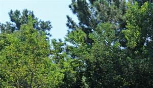 Photos And Video Of The Edgewater At Klein In Spring Tx